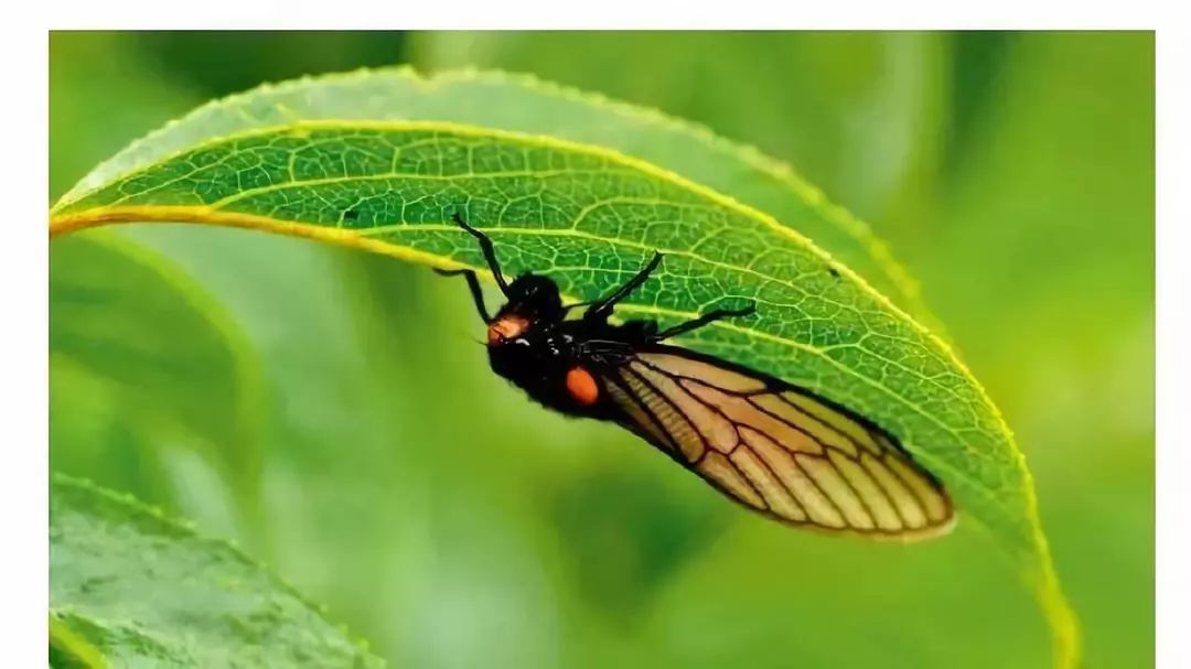 孩子一周的阅读计划,东方娃娃小班绘本阅读