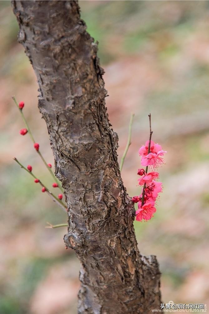 南京梅花山梅花开了吗,来南京梅花山赏梅花
