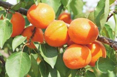 我与麦黄杏的恩恩怨怨