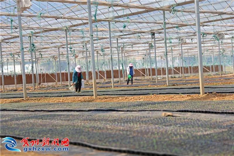 果蔬搭建的“聚宝棚”！龙山村的村民这样圆了致富梦