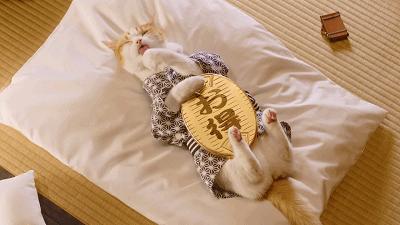 那些你不知道的猫咪冷知识,猫咪的冷知识你知道哪些