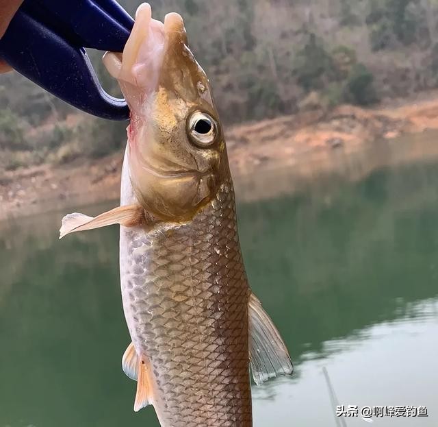 为何它能有这么高的价值？市场售价近百元一斤，重唇鱼珍贵在哪？