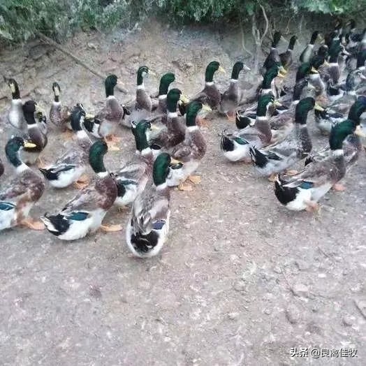 鸭预防程序,鸭的预防程序