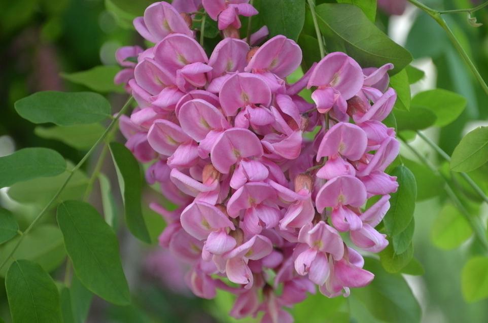 紫槐花开，乡愁淡淡（存稿）