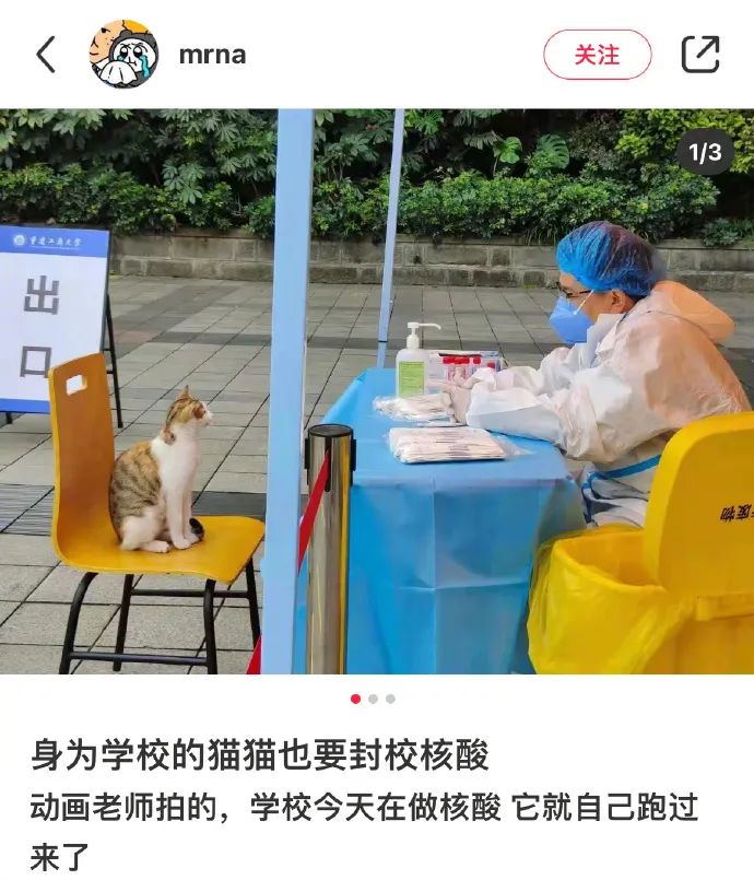 看到铲屎官终于回家，立即安心地睡着了|冷段子1986