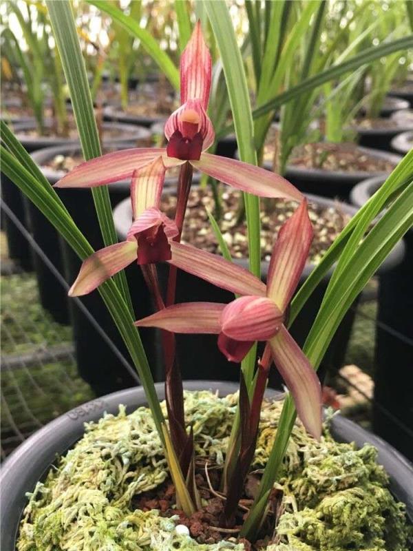 云南景东县早年下山的一颗春兰，后来成为滇兰花中王者