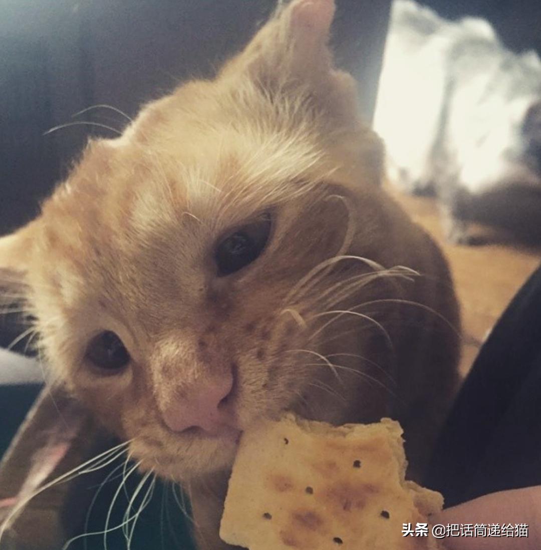 被弃养的猫还要打疫苗吗,弃养了一只猫