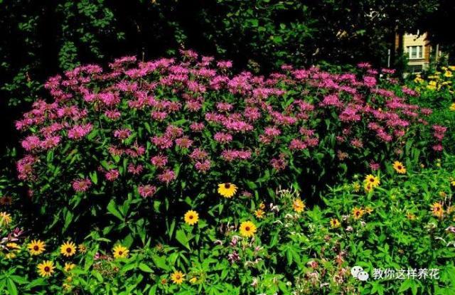 薄荷能开花的花种,什么薄荷开花最好