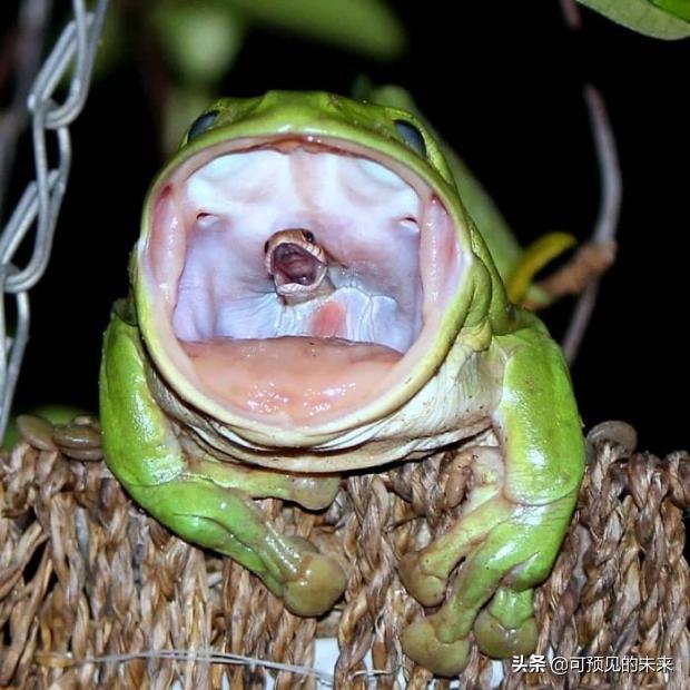 大自然的奇妙之处写话,大自然的奇妙之处作文350字