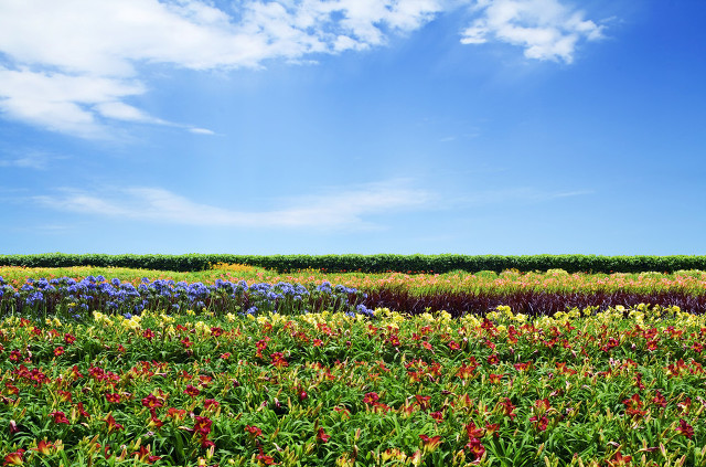 萱草花是母亲花吗,为什么萱草花被称为母亲之花