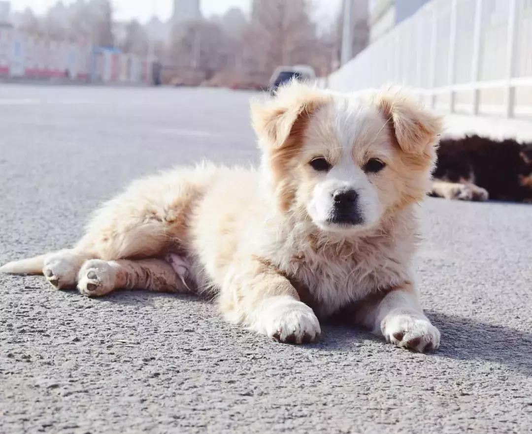 给它们一个家|线上宠物领养日,201903101