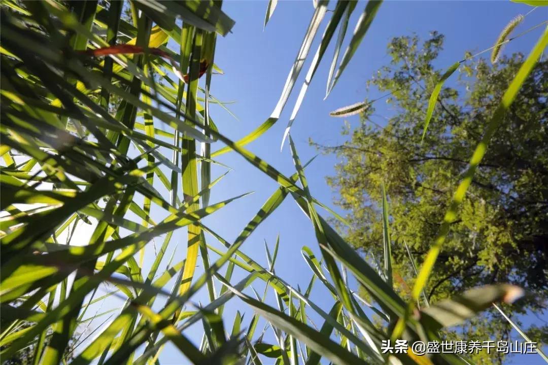 婚纱|为父母爱情，圆一份心愿