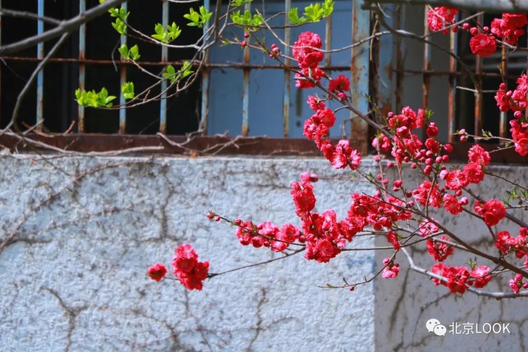 北京小区的早晨,北京小区里的傍晚