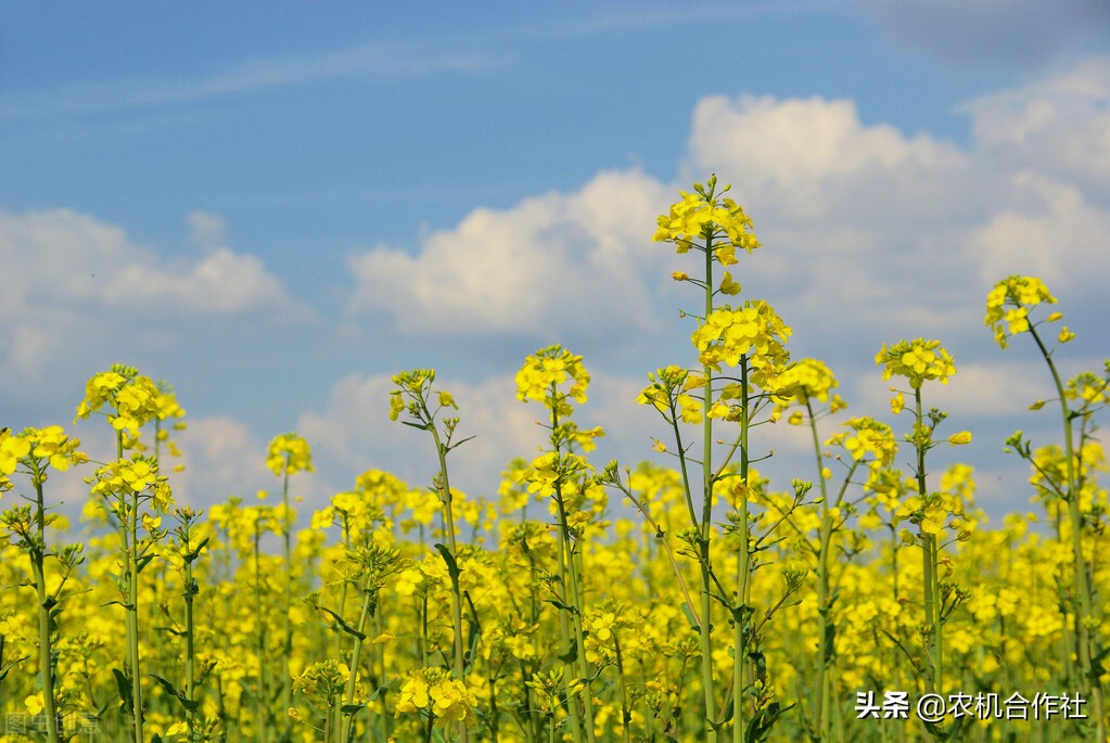 四川农机合作社,绵阳市安州区永福农机专业合作社