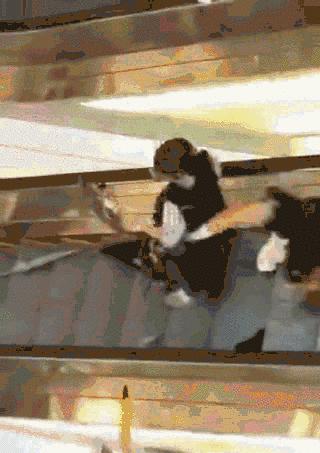 香港考警察难吗,香港警察难考么