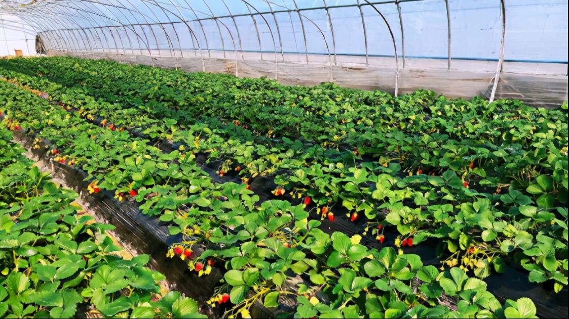 上海比较好的草莓园,上海名优草莓值得推荐