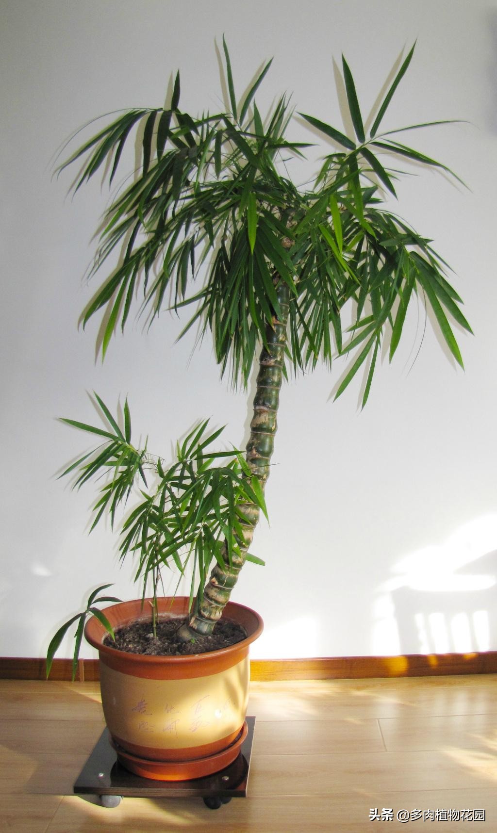 佛肚竹叶子发黄枯萎,佛肚竹怎么养才能枝繁叶茂