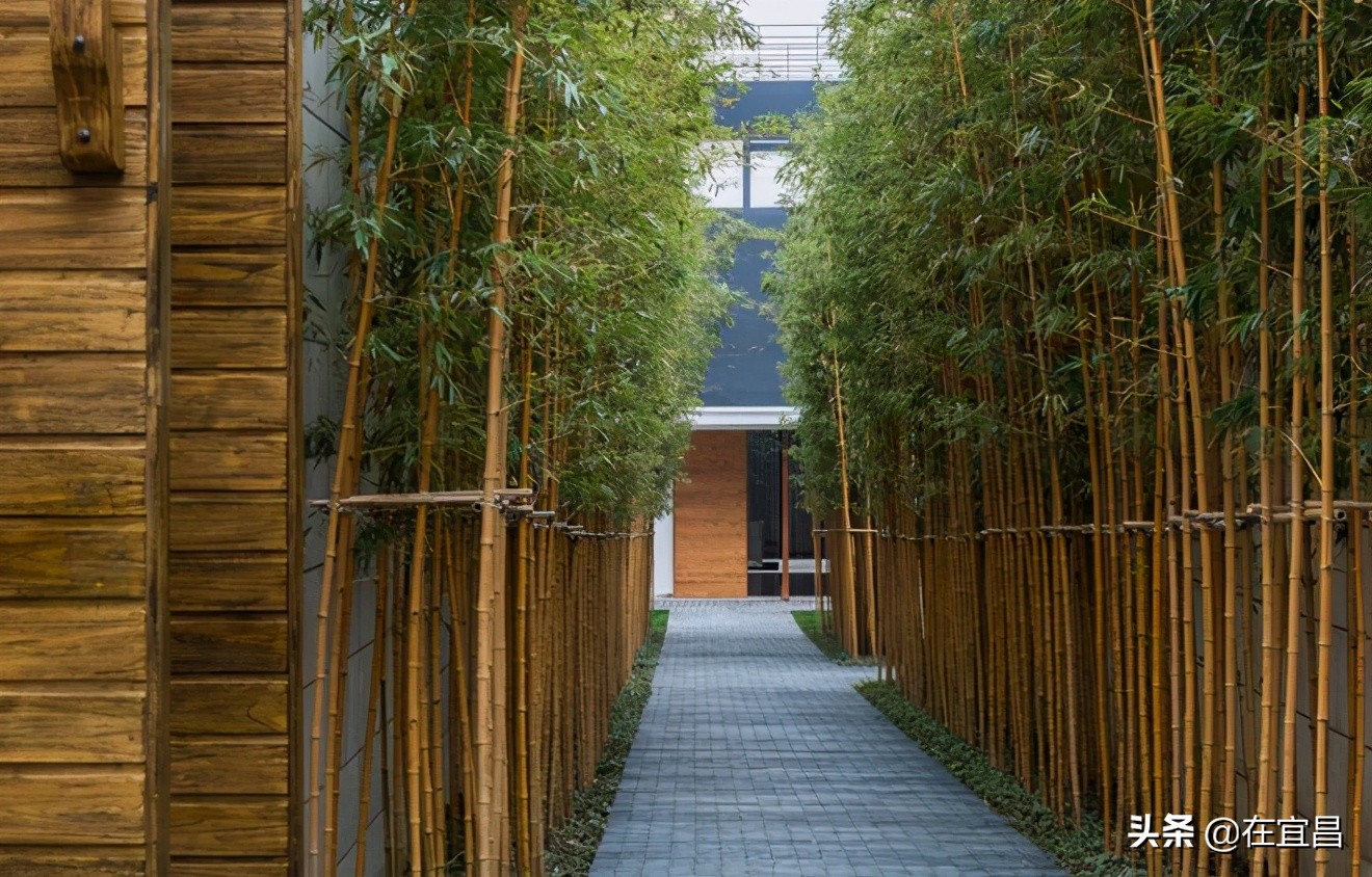 牛!这样的伍家岗,你怎能不爱