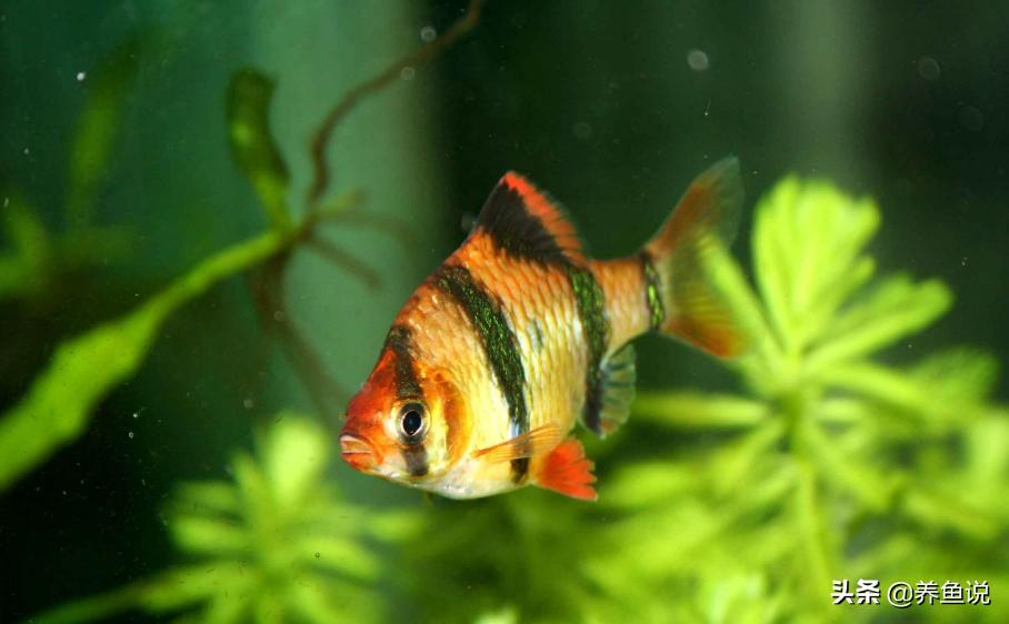 虎皮鱼怎么才能养好,虎皮鱼好养吗怎么养