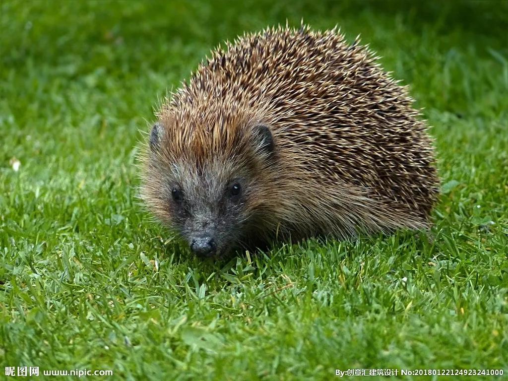 捡的刺猬为什么不能带回家,刺猬能随便捡回家吗