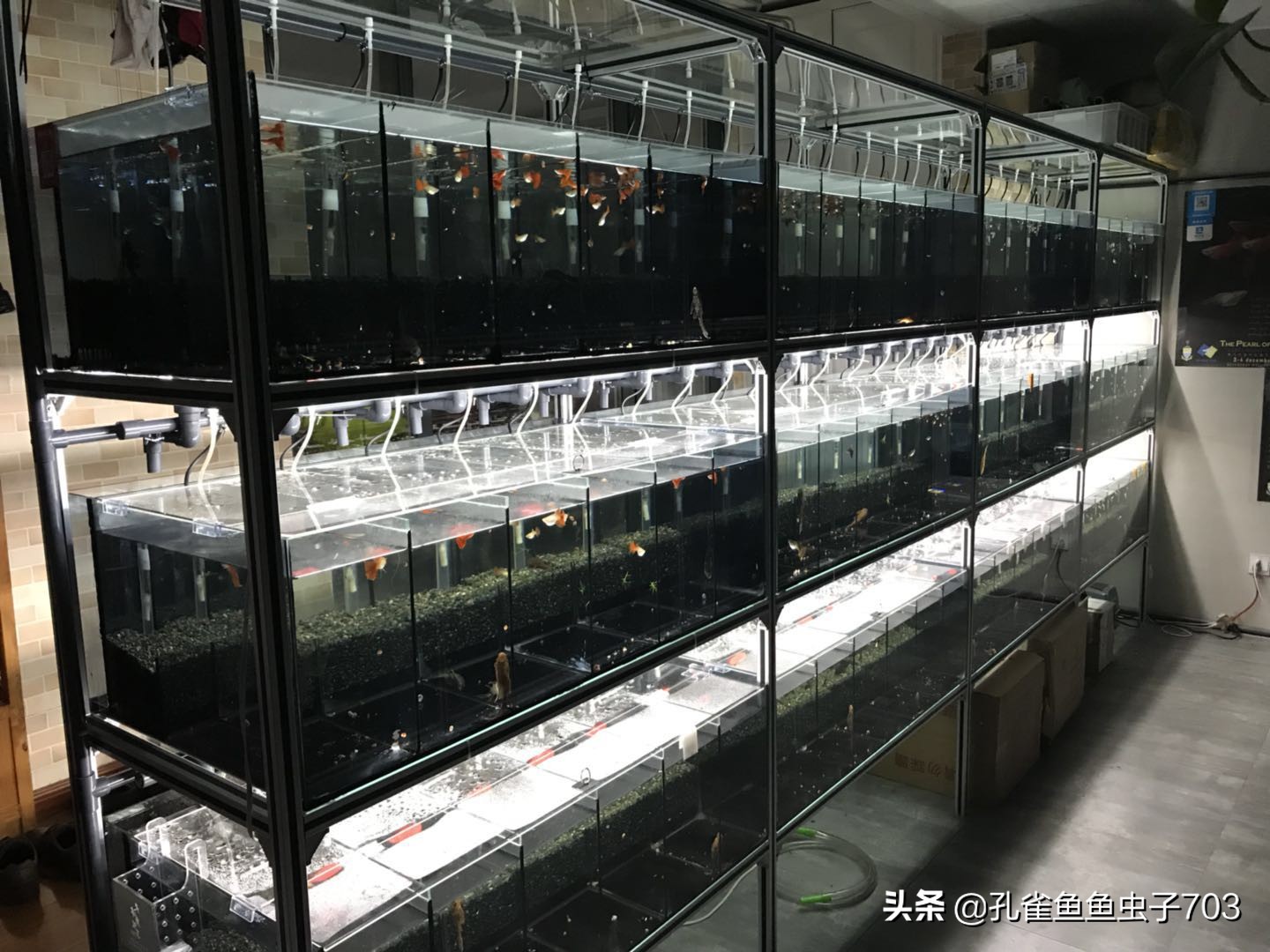 孔雀鱼喂食器制作方法,孔雀鱼怀孕怎么喂食