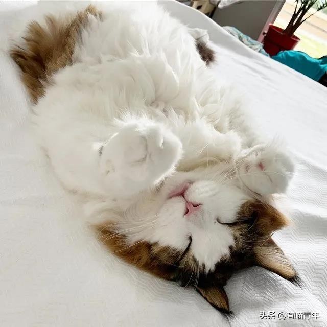 缅因猫看着很吓人但是很温柔,缅因猫真的有20万一只么