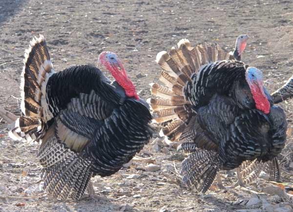 火鸡的养殖技术,火鸡养殖成本利润