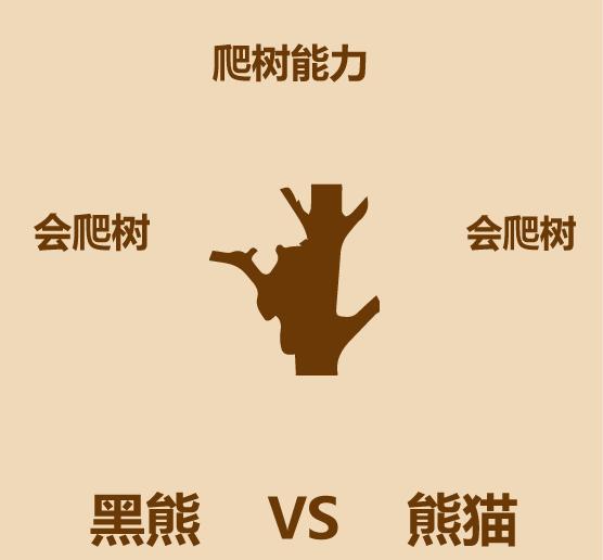 1分钟内黑熊走多远,大熊猫和黑熊谁厉害