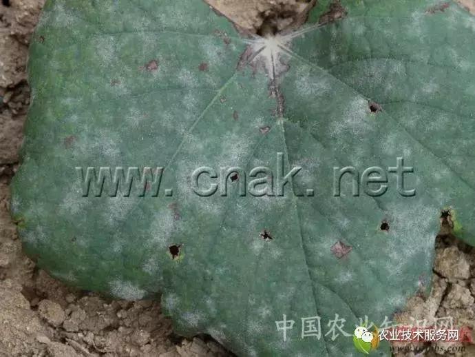 葡萄花前主要病害,葡萄病害图片大全大图