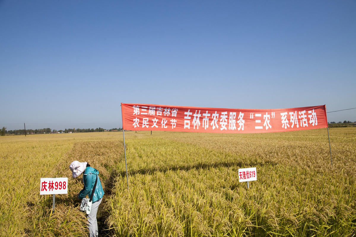 吉林大米特点,吉林最好的大米产地排名