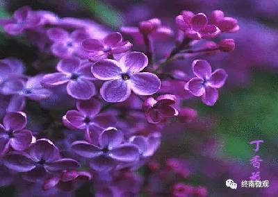 日本国花是什么花啊,全世界各国的国花是什么花