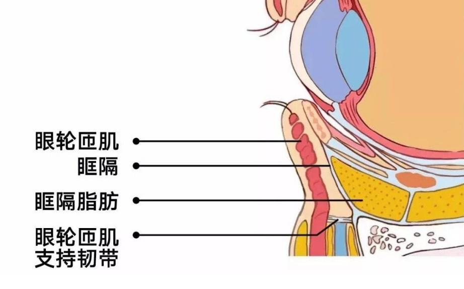 眼袋重显老去眼袋的方法,眼袋显老小妙招