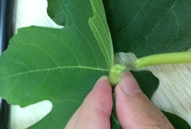 无花果盆栽好吃,盆栽无花果树好养吗