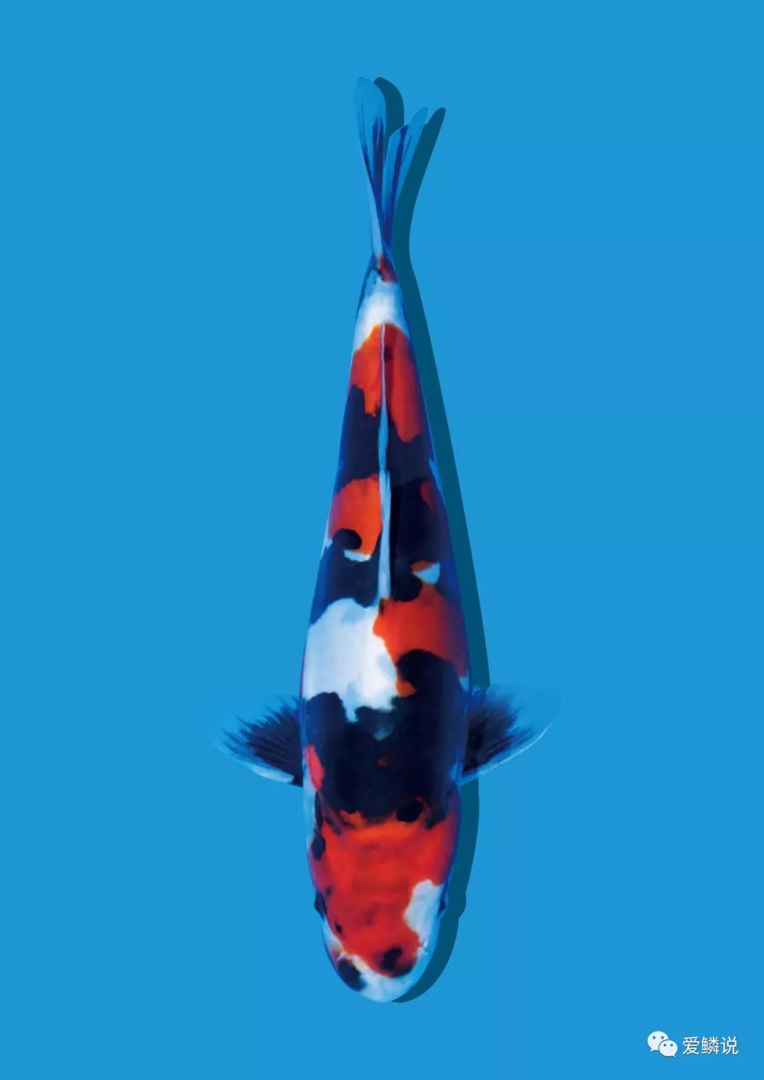 养锦鲤水质达到什么效果最好,养锦鲤需要掌握哪几个水质