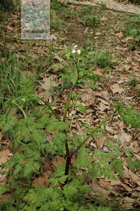 藁本神农本草经,神农本草经葛根原文