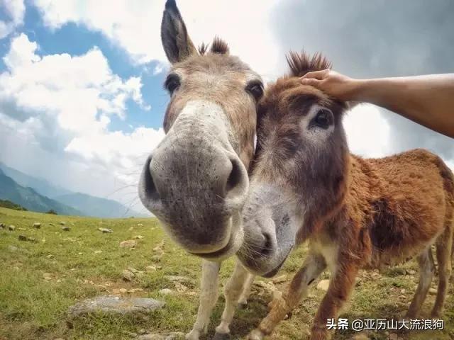 流浪云南|黑河老坡，我与驴子们的一见如故