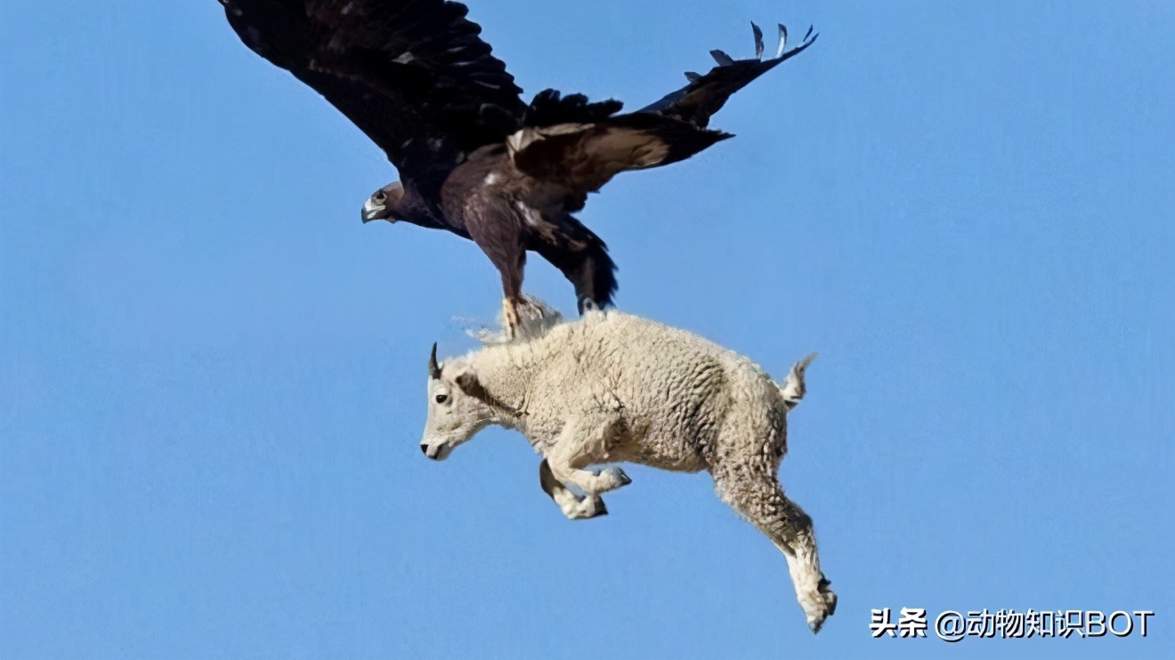 金雕捕食世界第一大鹰,金雕打得过老虎