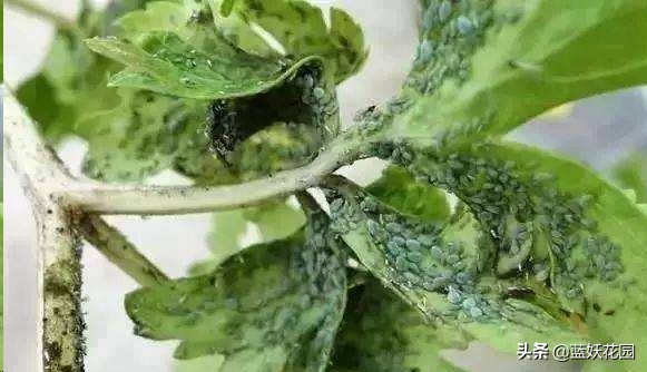 月季花苞上有蚜虫要如何处理,月季生蚜虫怎么处理