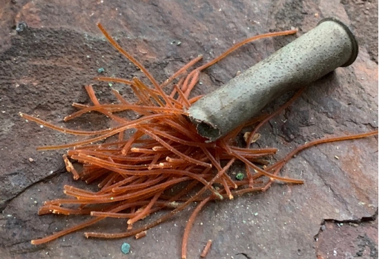女王的面条，英国科玳发射药为啥长这么怪？