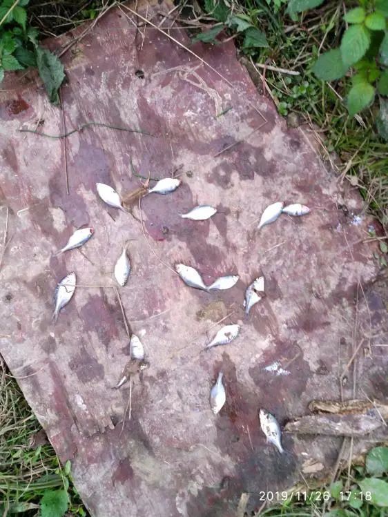 本汀宗师仙羽,本汀太极宗师仙羽鱼竿测试