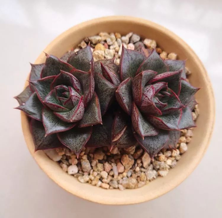 一花一叶一世界多肉,一花一世界多肉之美