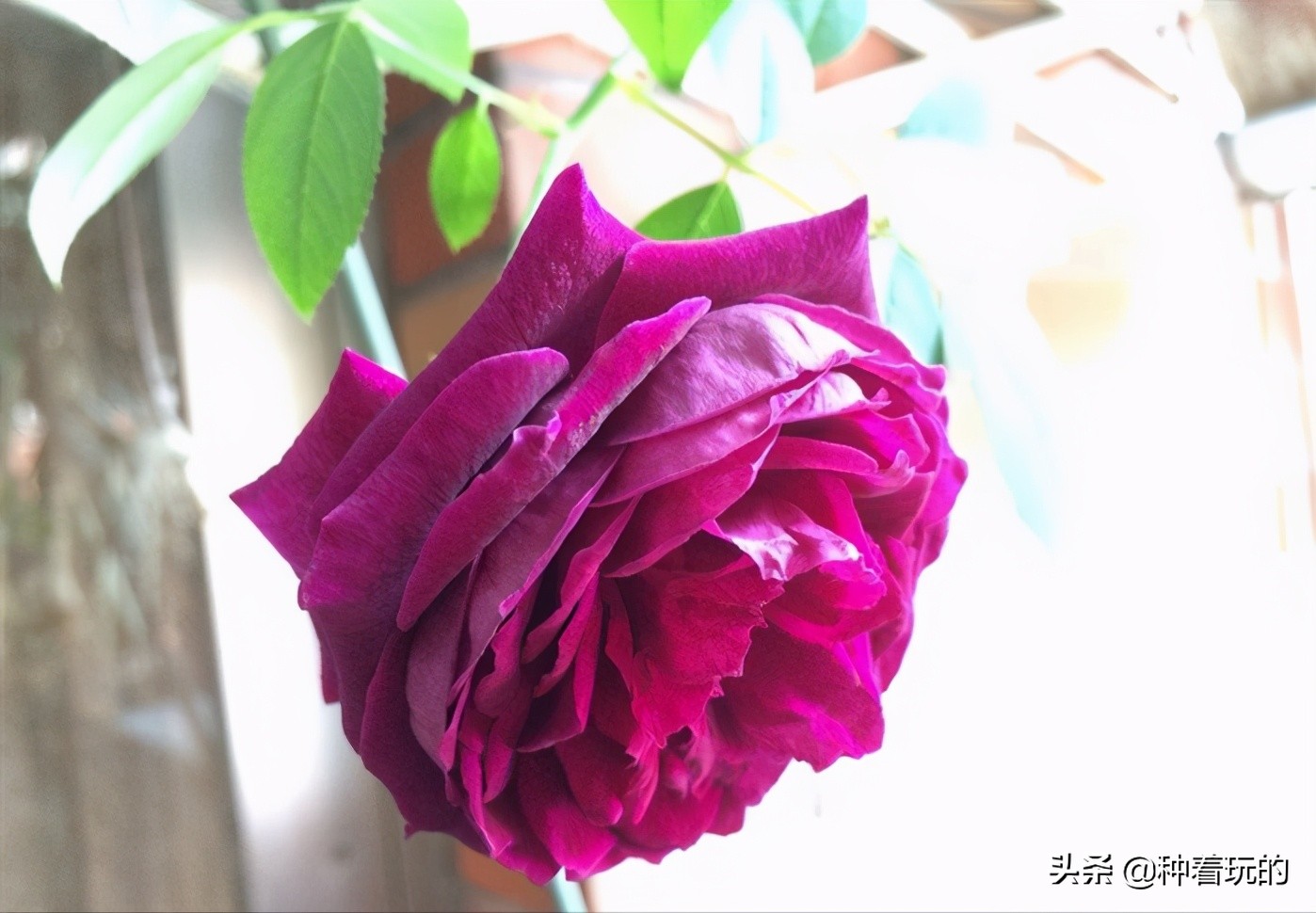 又香又漂亮的月季,一款特别仙气的月季花