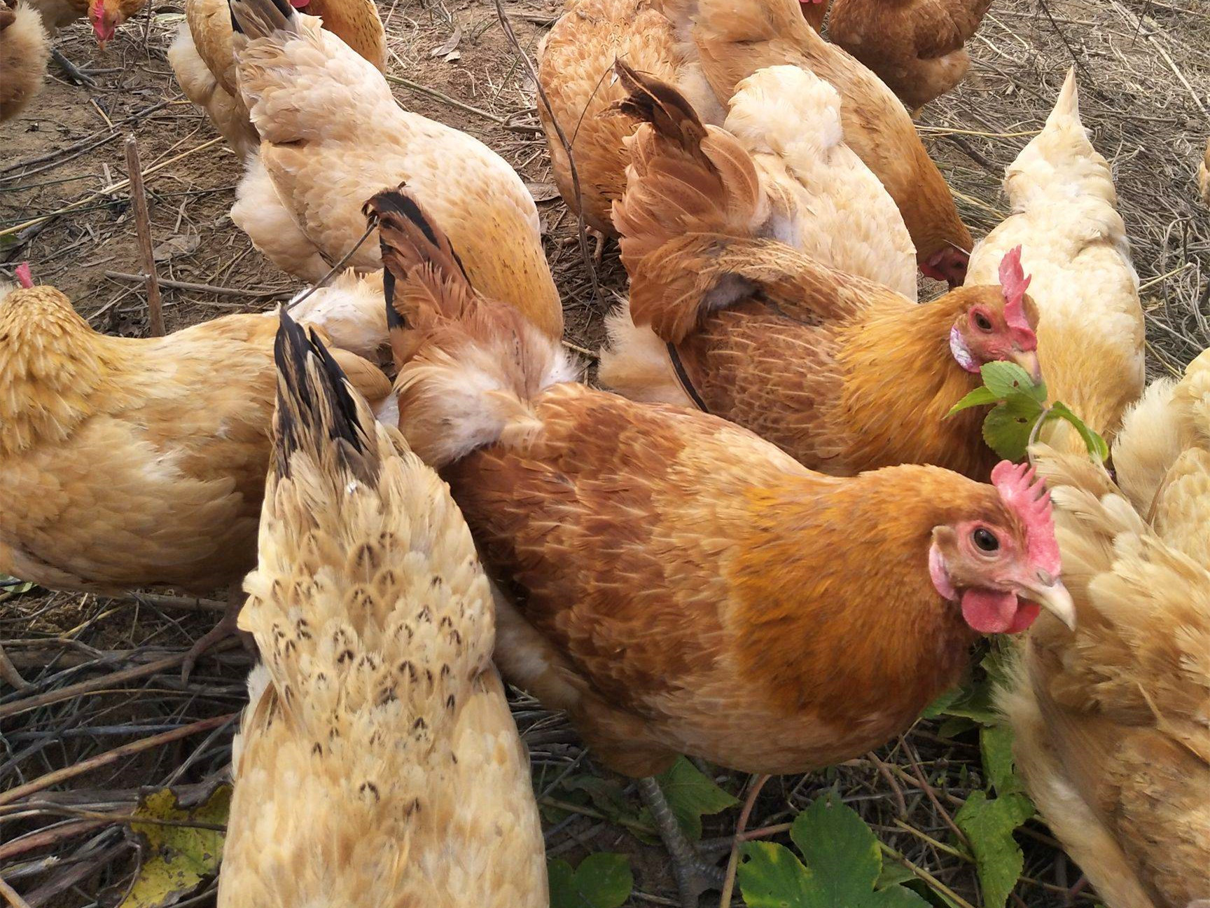最好吃的土鸡品种排名,哪一品种土鸡最好养最好吃