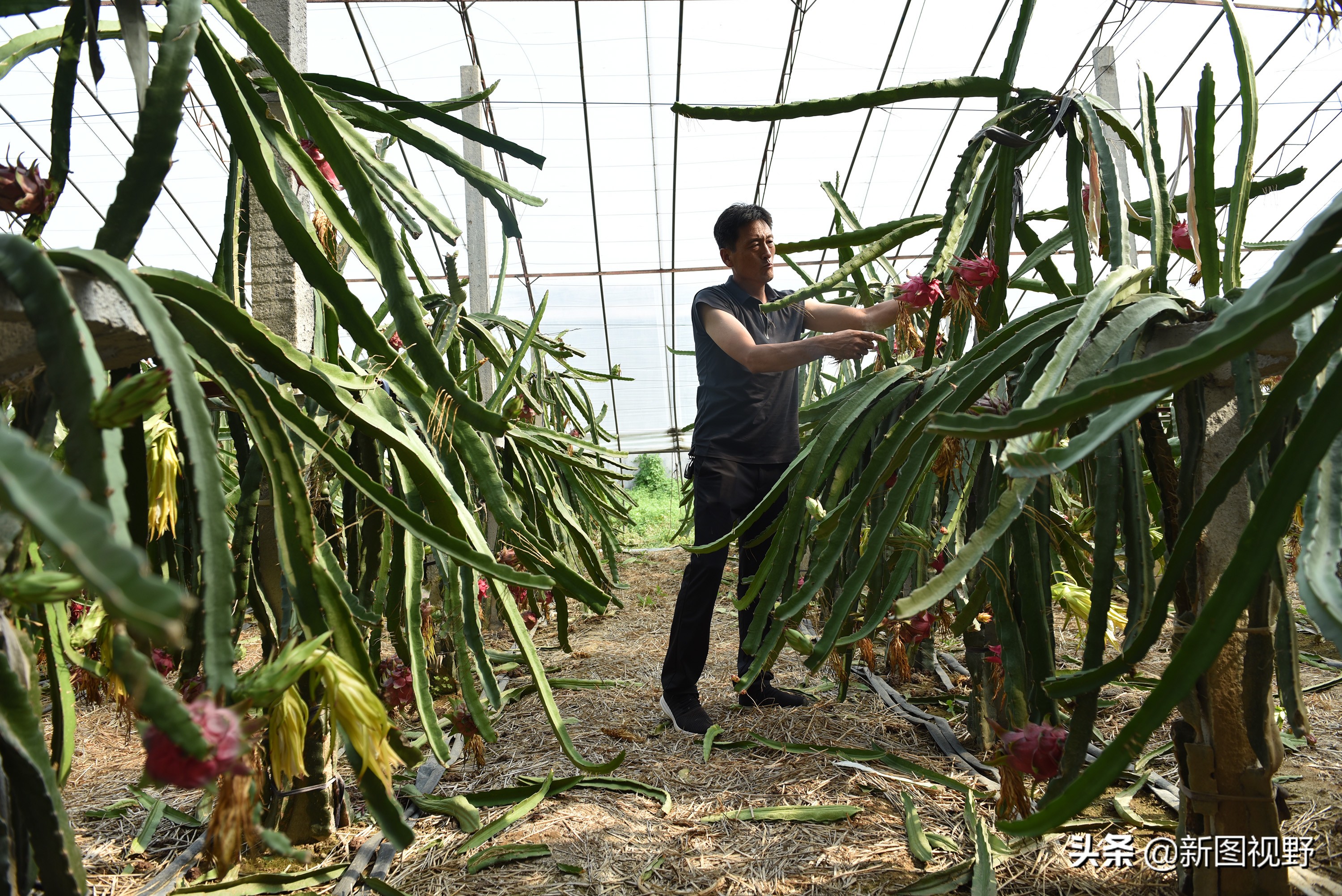 农村大哥种菜一年12万,农村大哥吃西瓜