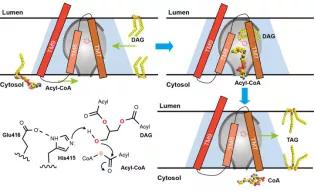 颜宁教授谈科研 (颜宁研究组在科学再发长文)