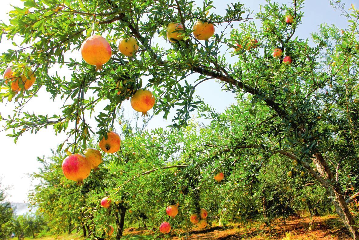 农村后院适合种啥树,家里种哪五种树可以旺家多子多福