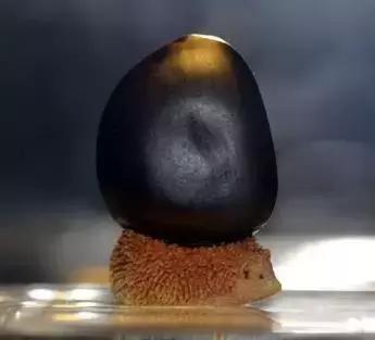 缅茄菩提子作用,缅茄菩提子怎么打孔