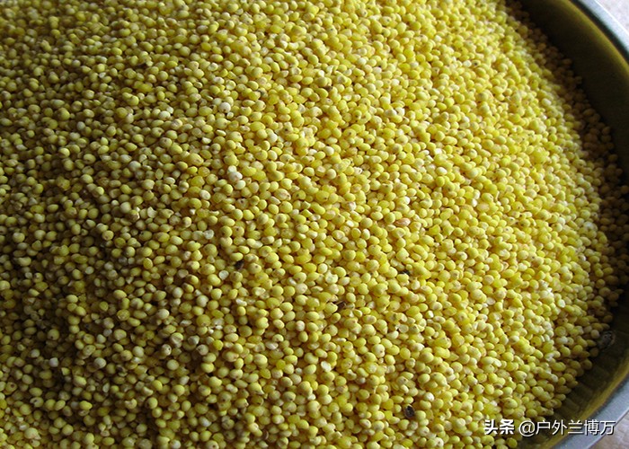 急速聚鱼窝料配方,聚鱼快留鱼久的窝料配方