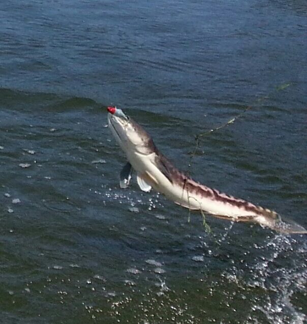 狮子鱼为何在美国泛滥成灾,蛇头鱼在中国为什么不泛滥