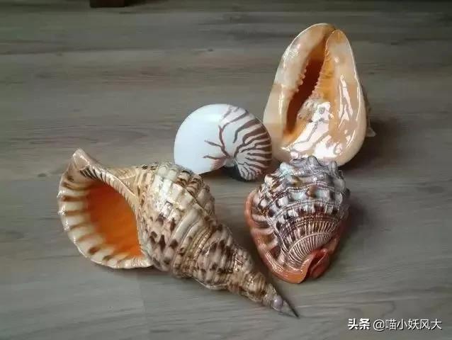 吃海螺犯法吗,吃海螺也犯法吗